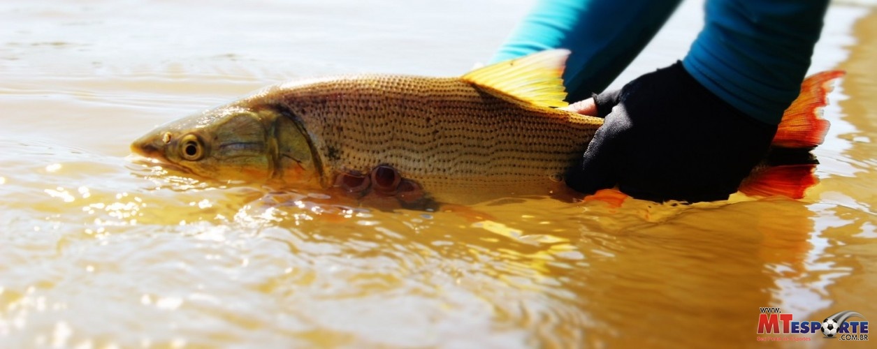 Alta Floresta conta com a Federação Mato-grossense de Pesca Esportiva ligada á Confederação Brasileira