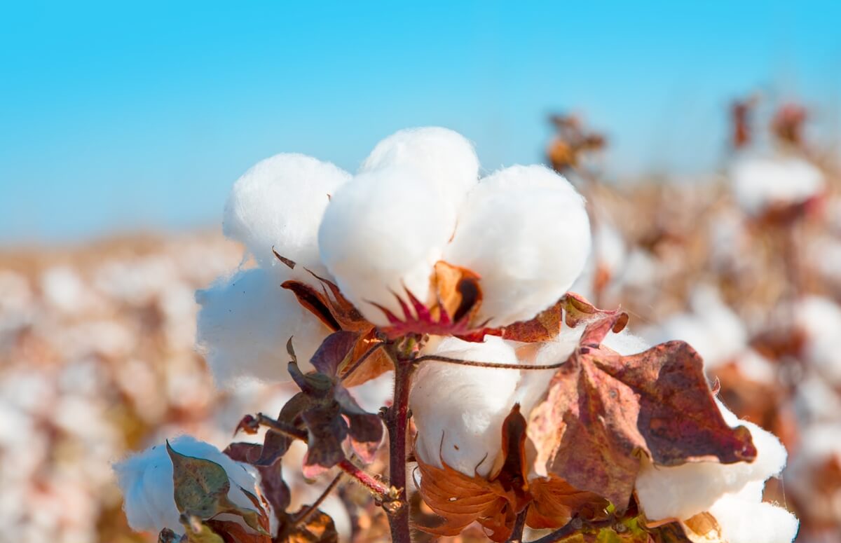 Produtores de algodão de Mato Grosso estão preocupados com os preços