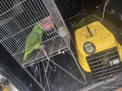 Sinop: APAMS com ajuda da PM resgatam papagaio que estava em cativeiro