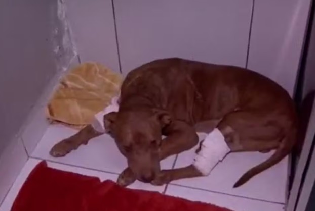 Pitbull enterrado vivo recebe nome e se prepara para ser adotado 