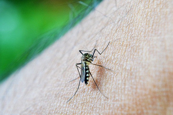 Cláudia, Carlinda e Ipiranga do Norte estão entre os Municípios com risco de surto de Dengue, Zika e chikungunya