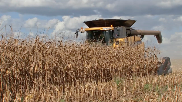 Produção de milho em MT deve ser de mais de 30 milhões de toneladas, segundo Conab