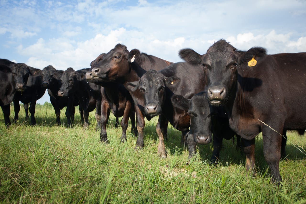 Babesiose bovina: prejuízo para a saúde do gado e para as finanças da propriedade