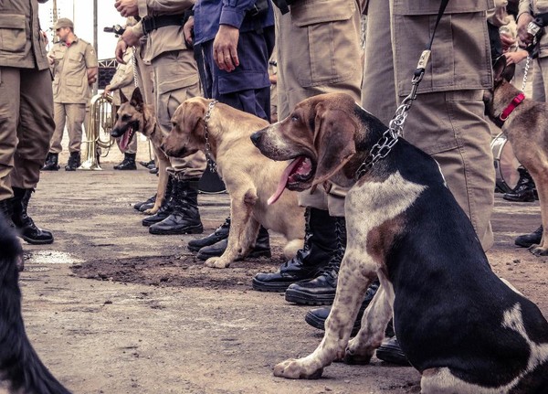 Bombeiros e cães farejadores de MT são enviados para ajudar nas buscas em Brumadinho